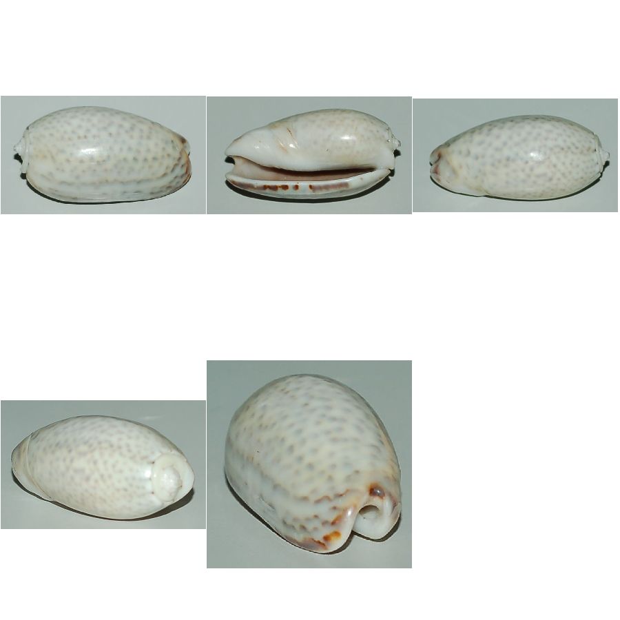 Conchiglia forse esotica